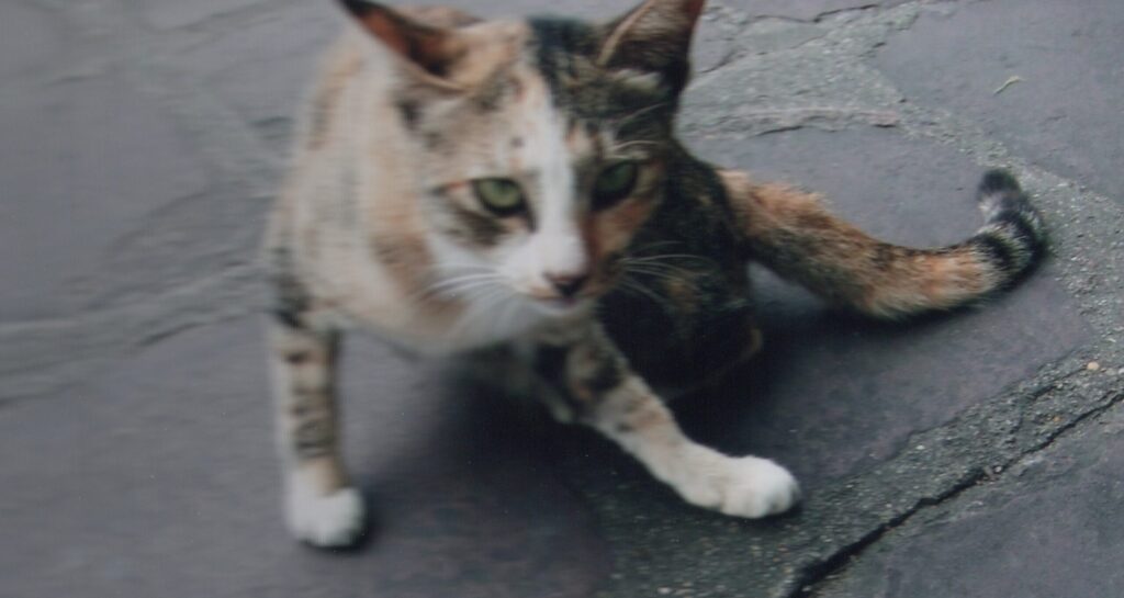 カンボジアで出会った猫。猫は日本もカンボジアも同じ。